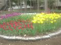 DSC00142_20120423092318.jpg