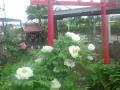DSC00174_20120505222350.jpg