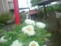 DSC00175.jpg