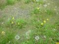 DSC00176_20120505221943.jpg