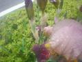 DSC00177_20120505223314.jpg
