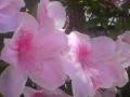 DSC00181_20120506051807.jpg