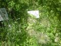 DSC00184_20120506080241.jpg
