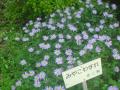 DSC00187_20120506080151.jpg