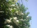 DSC00200_20120506074815.jpg
