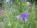 DSC00201_20120506074512.jpg