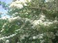 DSC00202_20120506074959.jpg