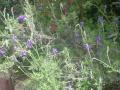 DSC00203_20120506074709.jpg