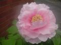 DSC00265_20120501170945.jpg