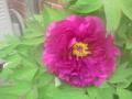 DSC00268_20120501171030.jpg