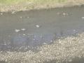 DSC00290_20120422090907.jpg