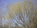 DSC00290_20120423083159.jpg