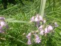 DSC00310_20120505163552.jpg