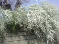 DSC00314_20120423084237.jpg