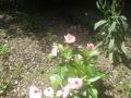 DSC00316_20120505170030.jpg