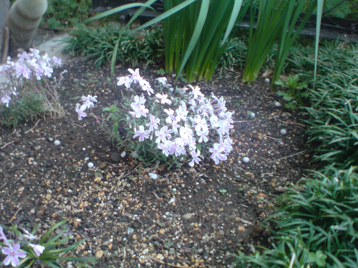 DSC00409.jpg