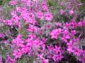 DSC00412_20120423181308.jpg