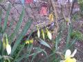 DSC00413_20120423181459.jpg