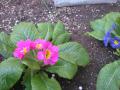 DSC00415_20120423181839.jpg