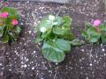 DSC00416_20120423182346.jpg