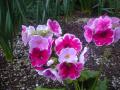 DSC00417_20120423182312.jpg