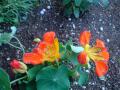 DSC00418_20120423182550.jpg