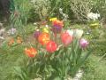 DSC00437_20120423183659.jpg