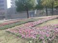 DSC00439.jpg