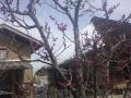 DSC00443.jpg