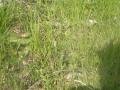 DSC00481_20120423091132.jpg