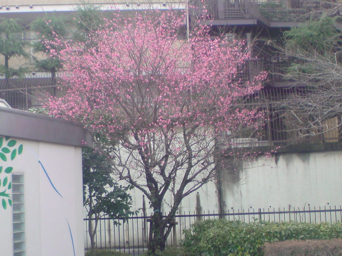 DSC00533_20120423080638.jpg