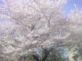 DSC00534.jpg