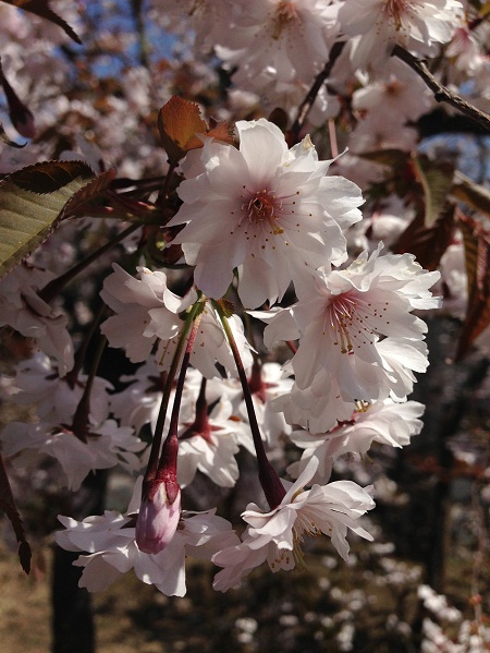 13_20130405152259.jpg