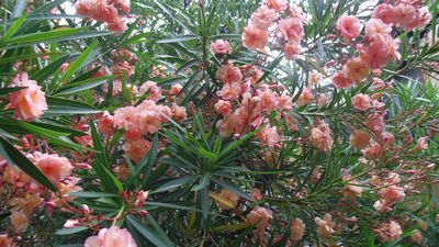 hana2_20130610233332.jpg