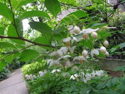 unohana_20130514002653.jpg