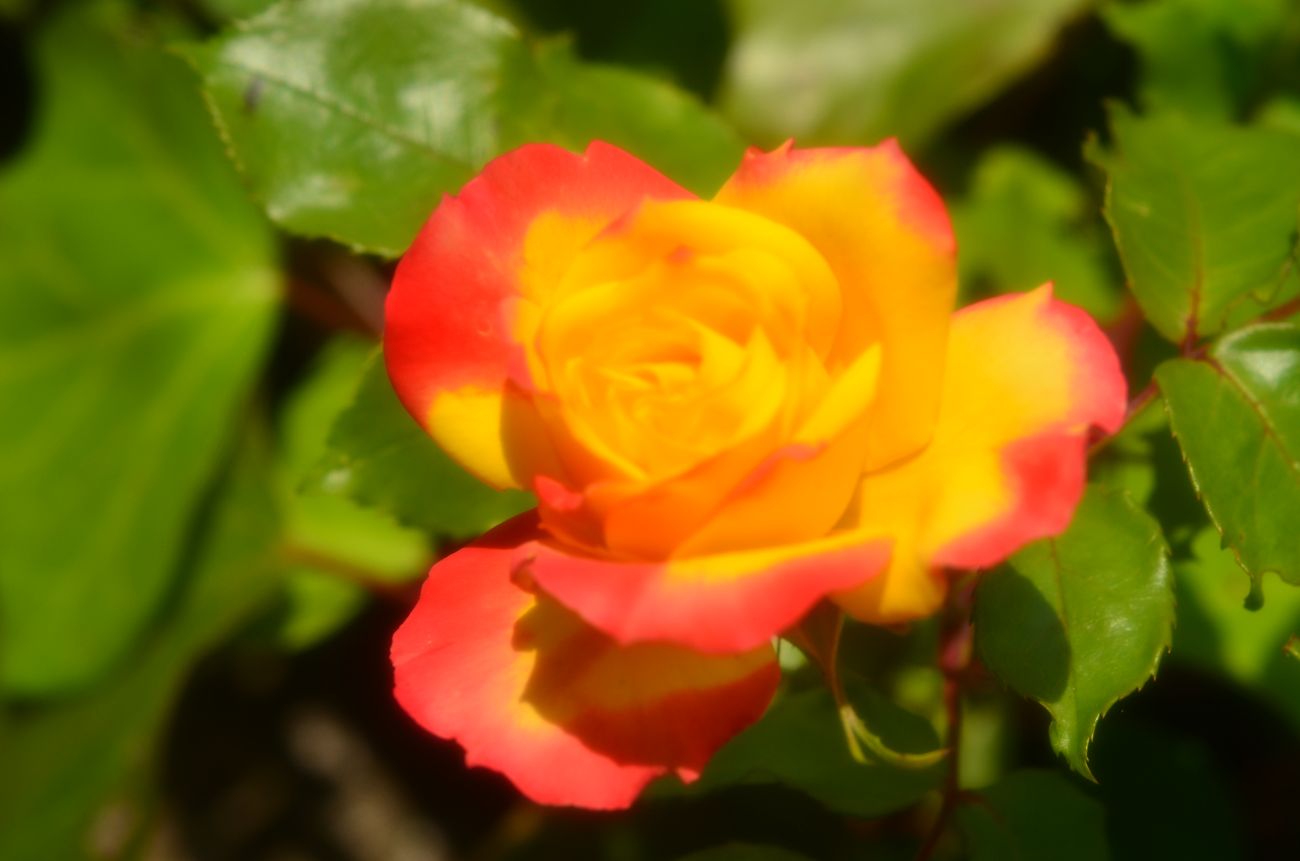 DSC_0014.jpg