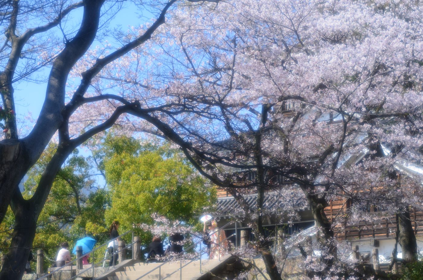 DSC_1604.jpg