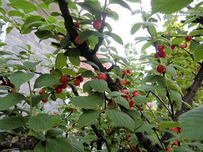 20130519-4.jpg