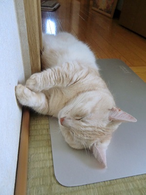 20130708-6.jpg