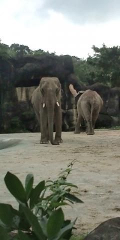 【台北】台北動物園のゾウ