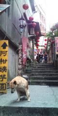 【台北】九份 イヌが迎えてくれました