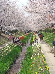 桜&チューリップ