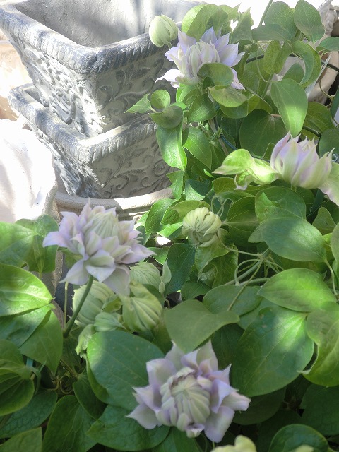 20120407Bouquet (3)
