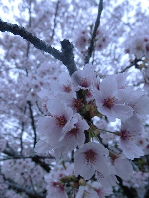 20120415寄せ植え (9)