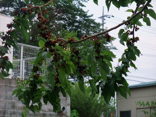 BLOG5414.jpg