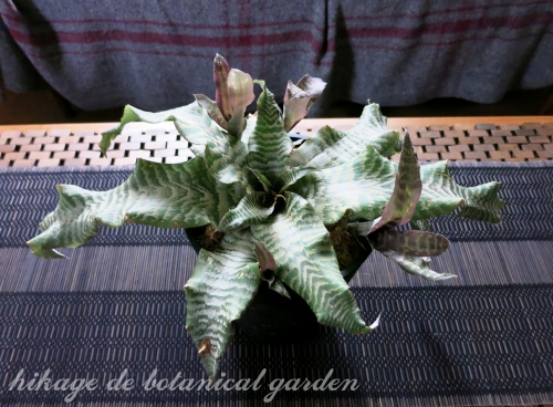 IMG_0075_effected.jpg