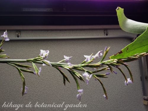 IMG_3071JPG_effected.jpg