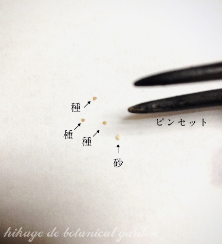 IMG_3619cut_effected.jpg