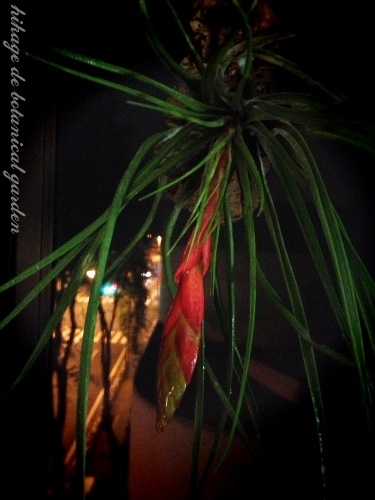 IMG_3950_effected.jpg