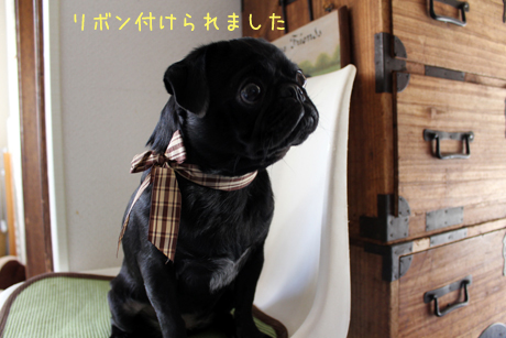 リボン付けられた